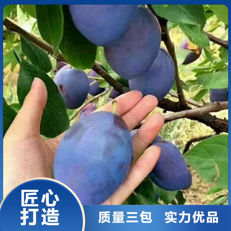 【李子苹果苗大量现货】