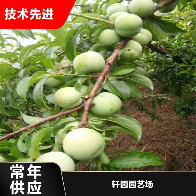 李子红颜草莓精品优选