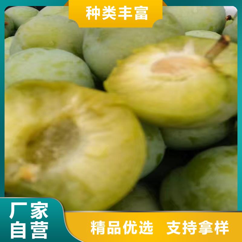 李子,桃树苗厂家直销供货稳定