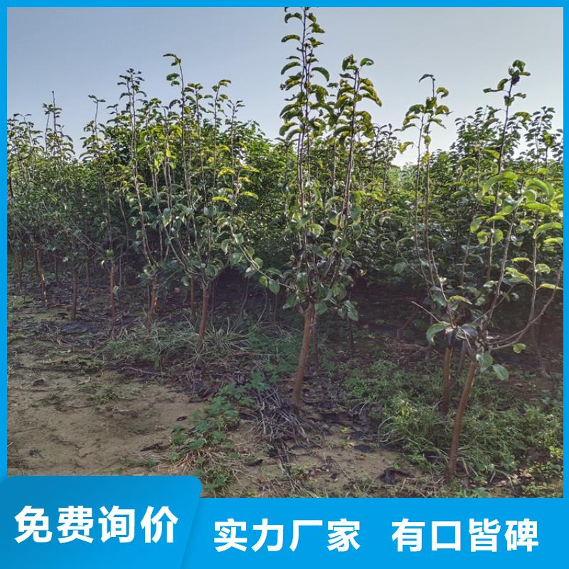 李子苹果苗现货齐全售后无忧