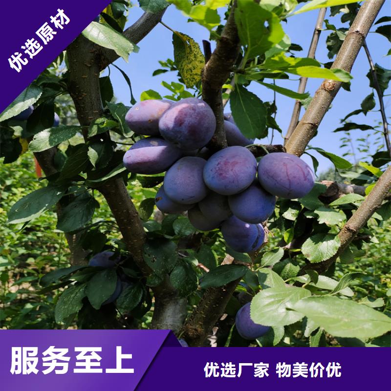 【李子】奶油草莓厂家销售