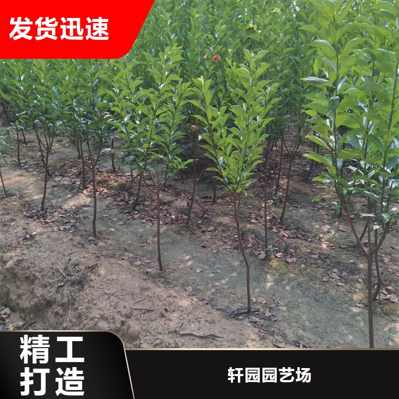李子杏树苗匠心工艺