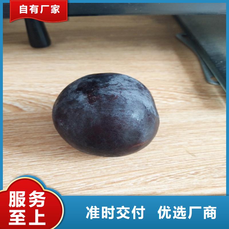 李子北美冬青质量上乘