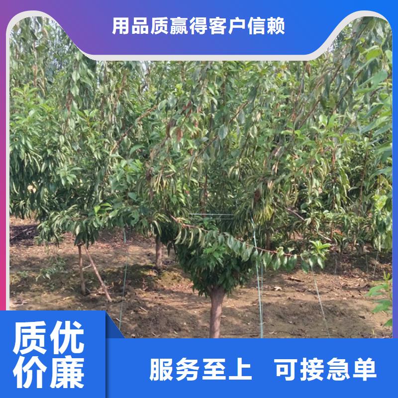 李子,蓝莓苗专业的生产厂家