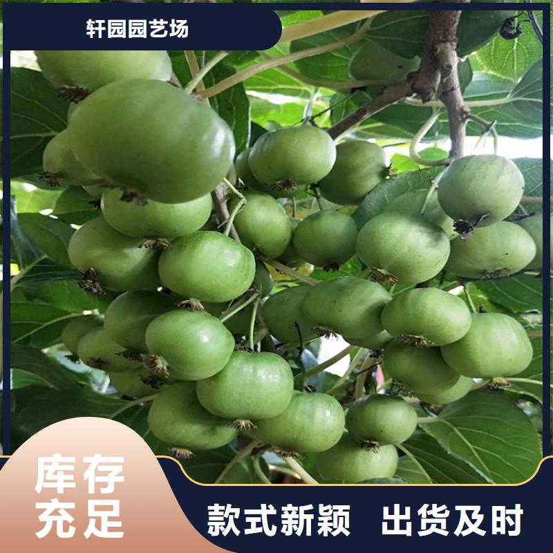 猕猴桃_板栗苗优良工艺