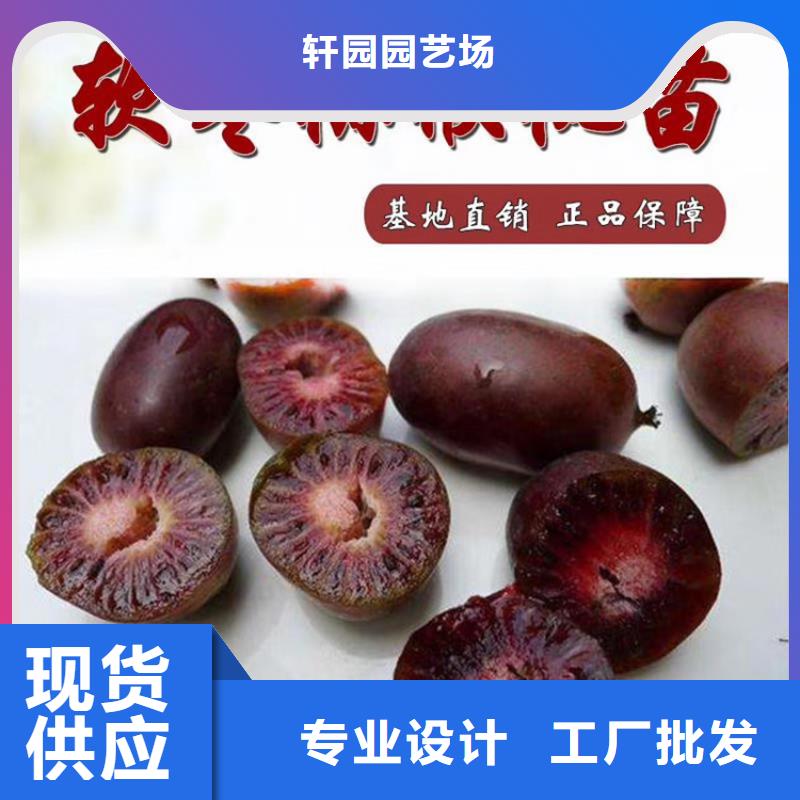 【猕猴桃】苹果苗量少也做