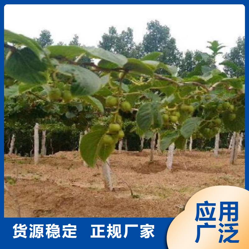 西瓜番石榴苗视频-西瓜番石榴苗-轩园园艺场(常州市分公司)服务区域金坛|戚墅堰|南通|苏州|连云港|盐城