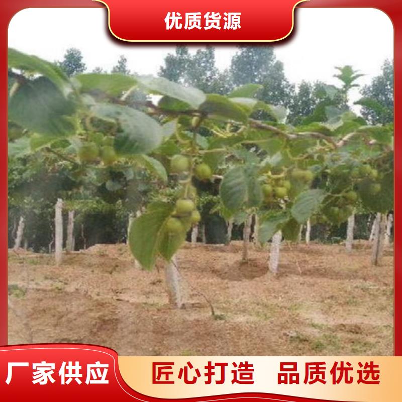 猕猴桃,苹果苗诚信厂家