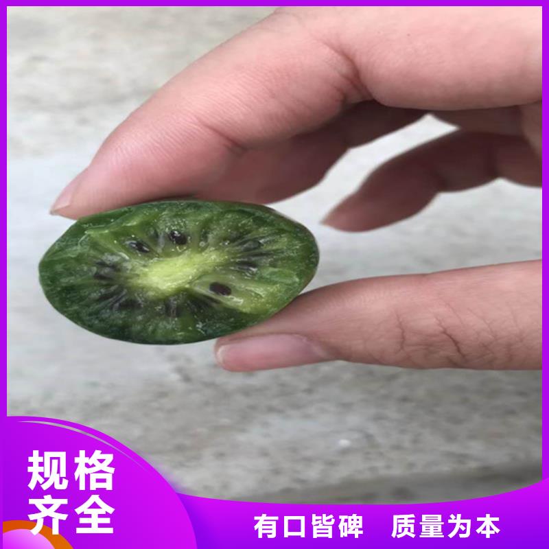 猕猴桃苹果苗注重细节