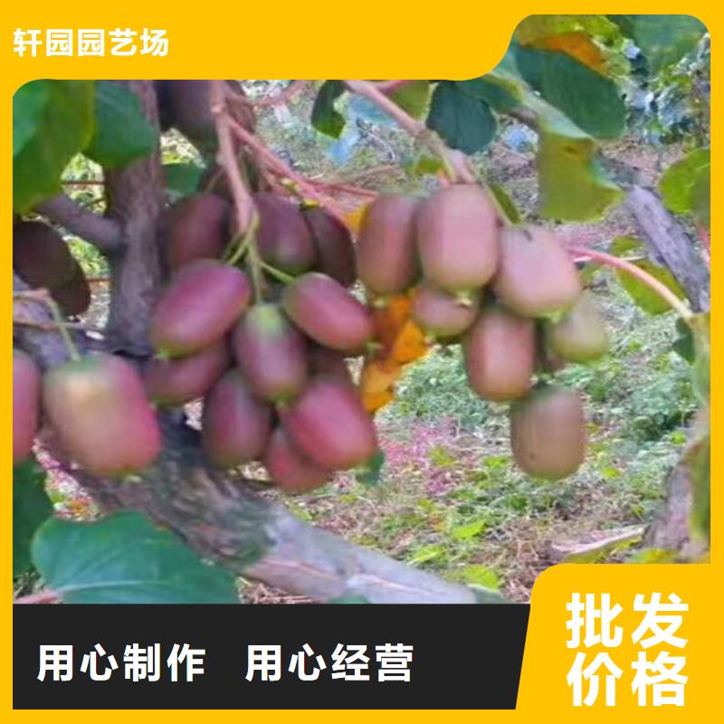 猕猴桃-苹果苗自主研发