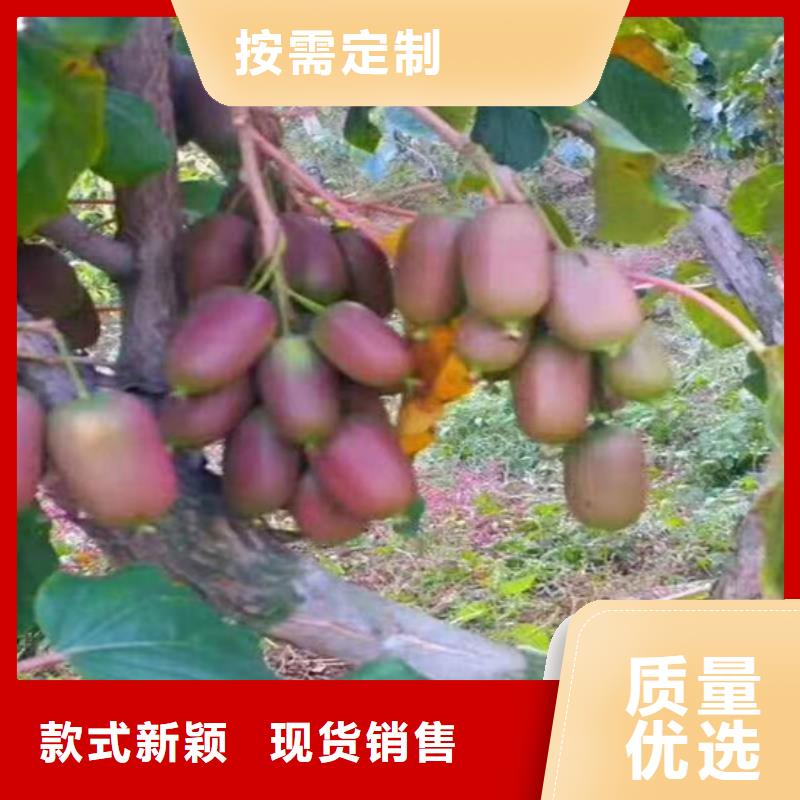猕猴桃樱桃苗产地货源