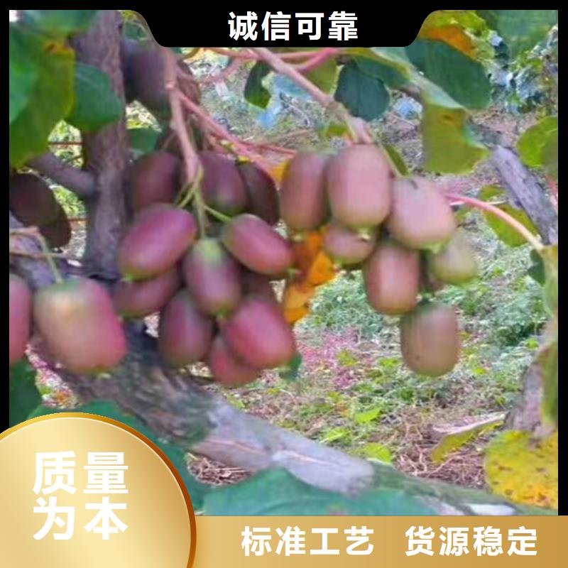 猕猴桃苹果苗量大从优