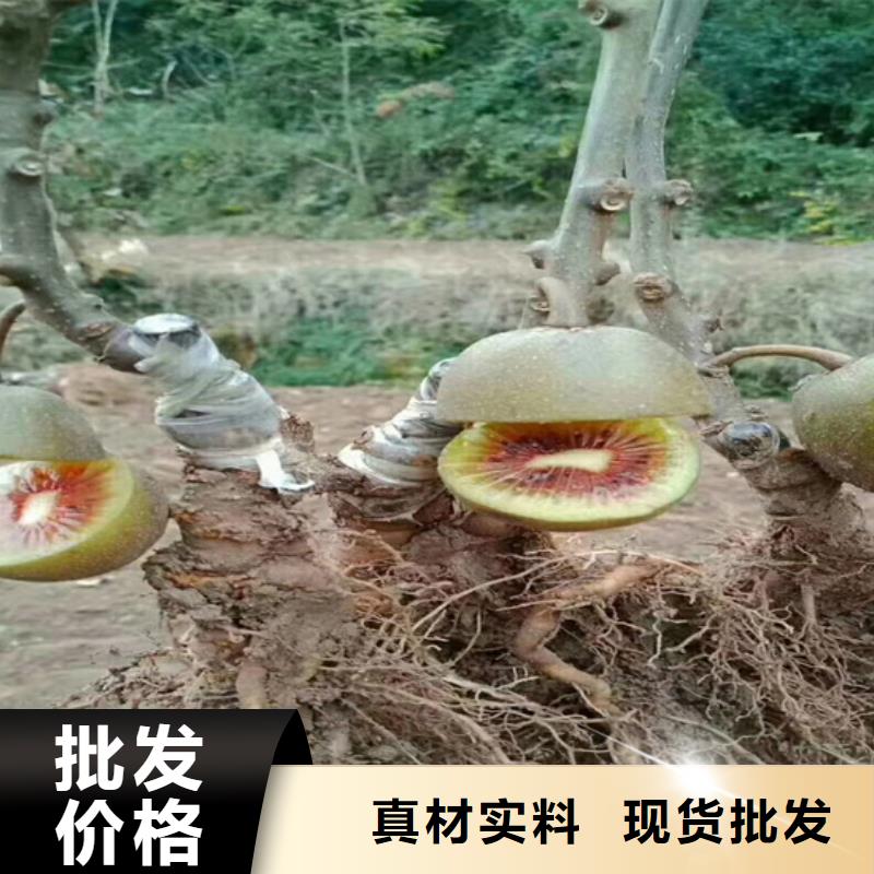 猕猴桃-苹果苗客户满意度高