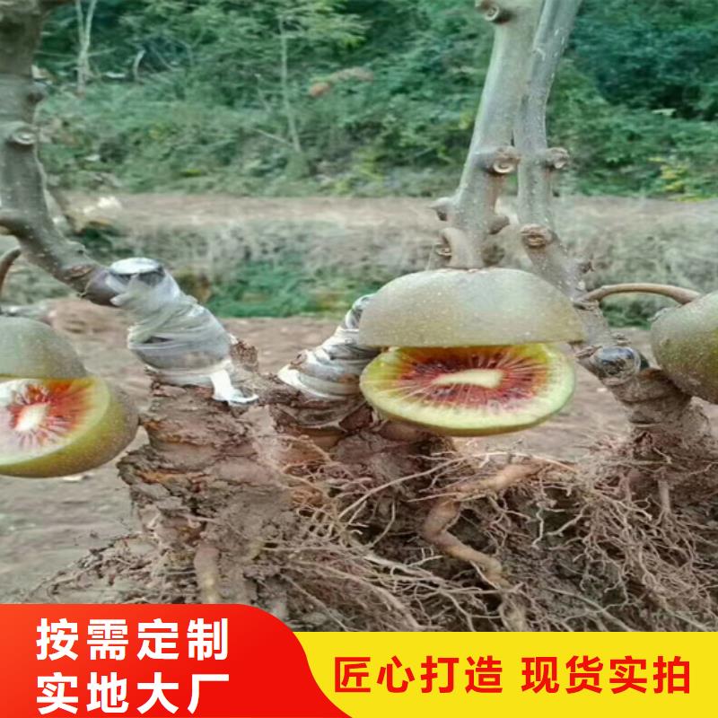 猕猴桃李子苗免费安装