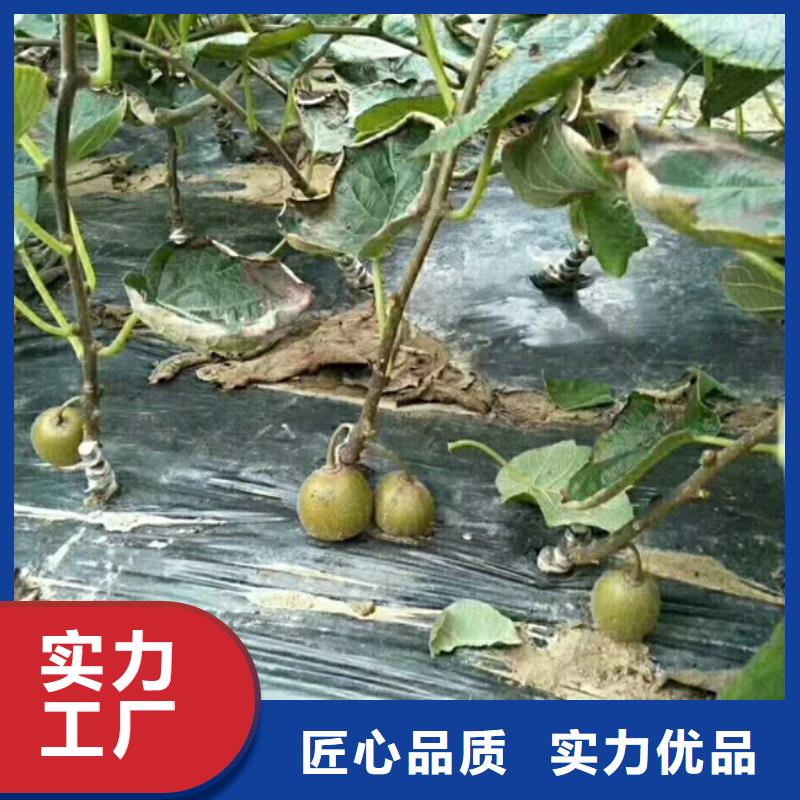 猕猴桃石榴苗工厂现货供应