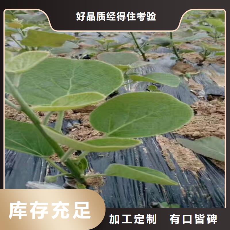 【猕猴桃】板栗苗品质优选