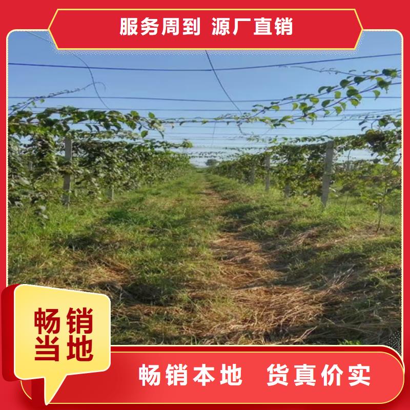 猕猴桃-苹果苗客户满意度高