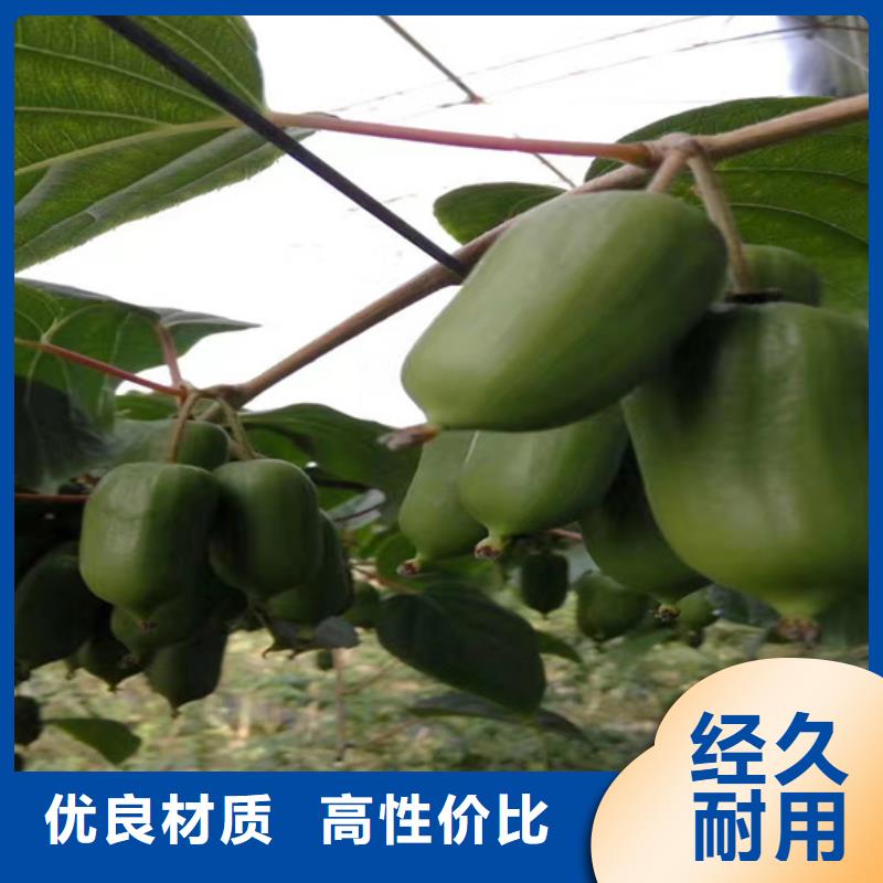 猕猴桃苹果苗注重细节