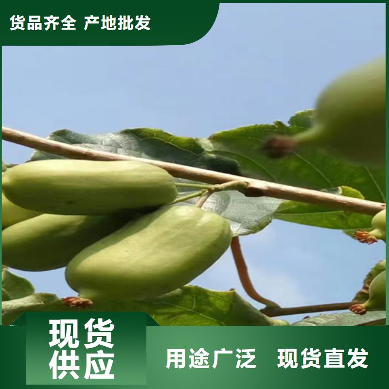 猕猴桃樱桃苗海量现货直销