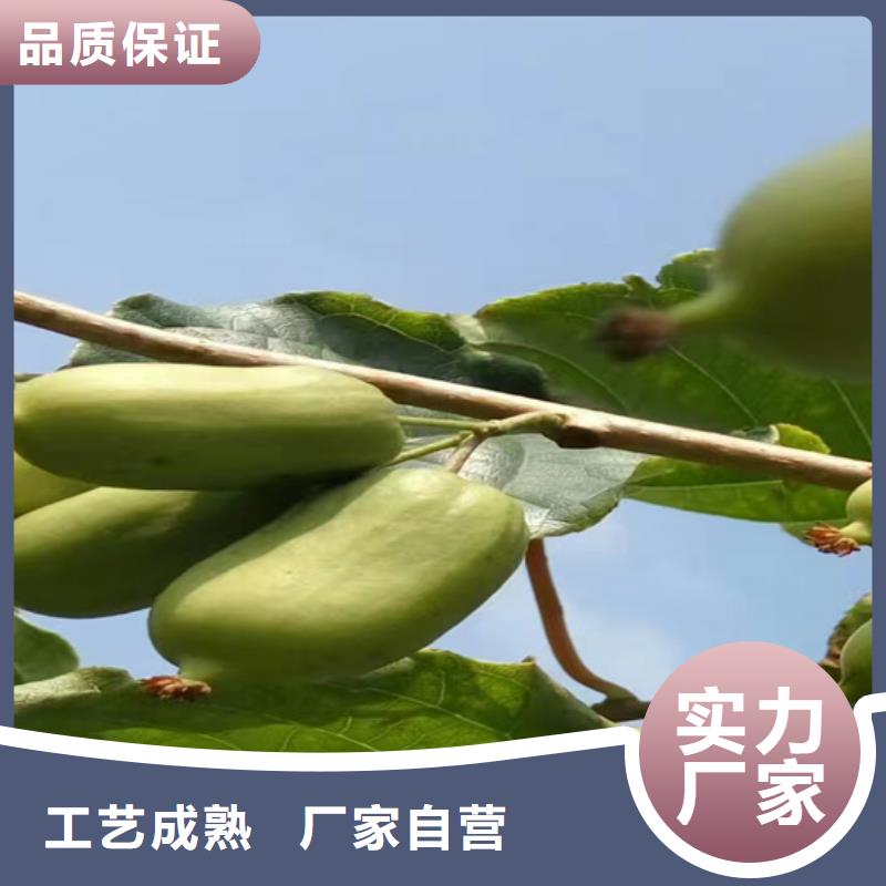 猕猴桃樱桃苗厂家质量过硬