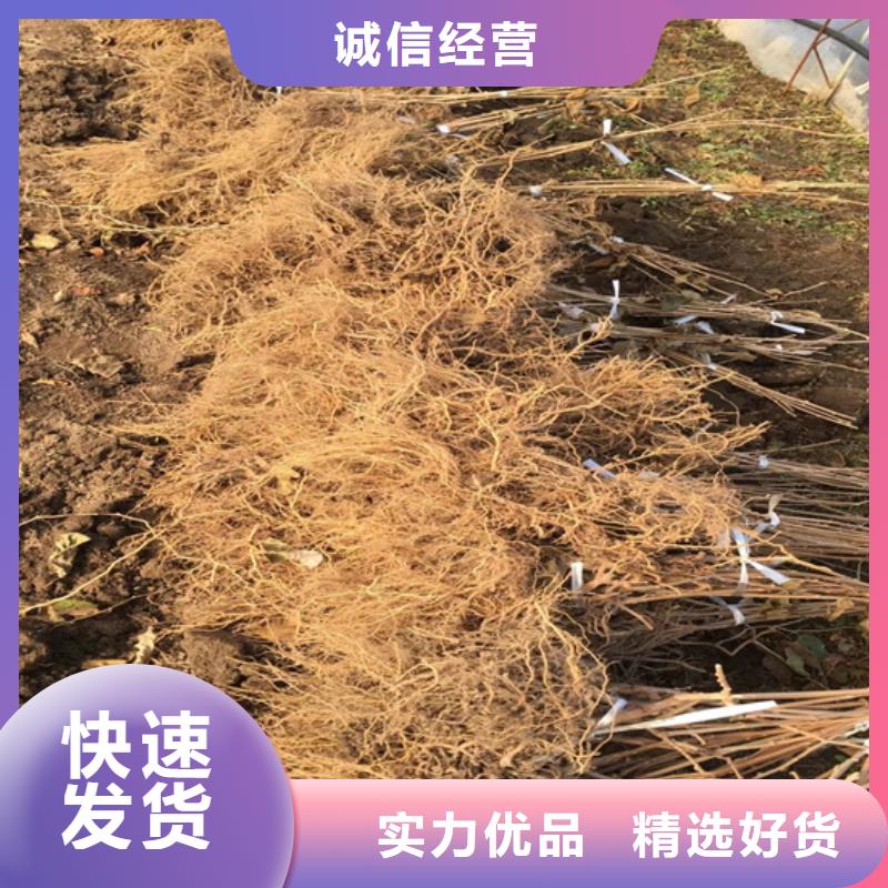 猕猴桃,樱桃苗精品优选