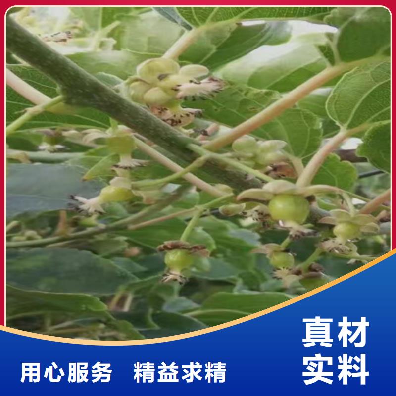 西瓜番石榴苗视频-西瓜番石榴苗-轩园园艺场(常州市分公司)服务区域金坛|戚墅堰|南通|苏州|连云港|盐城