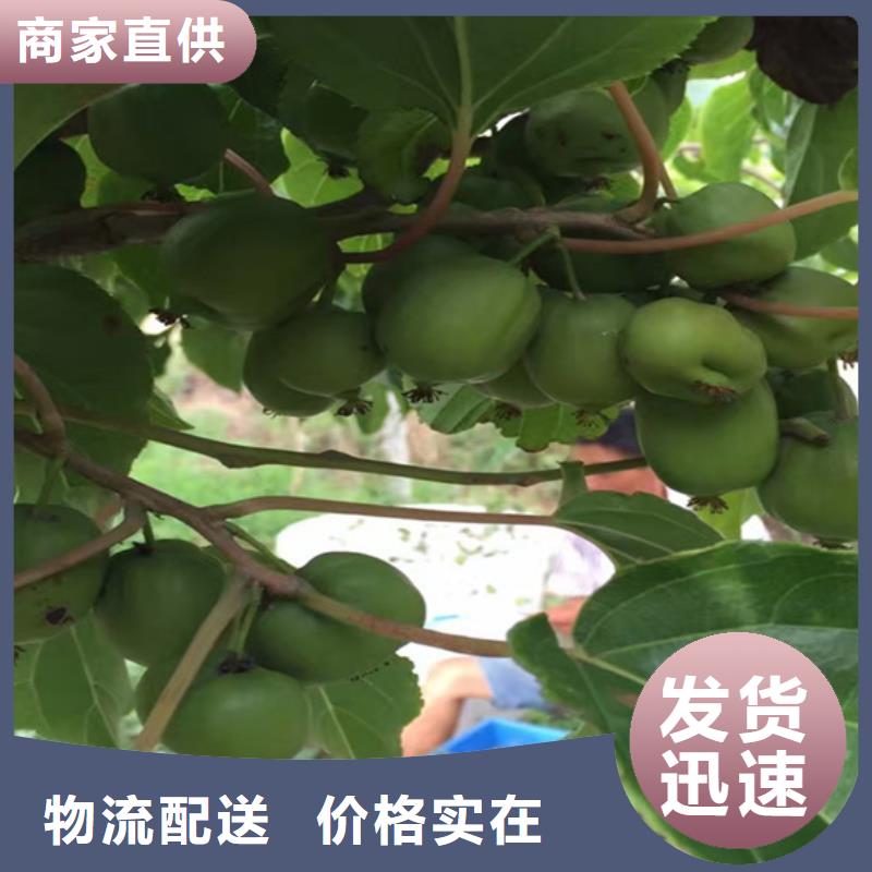 【猕猴桃】-苹果苗量大更优惠