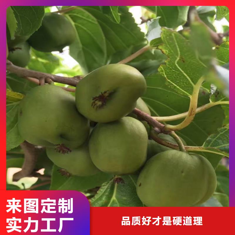 猕猴桃梨树苗实力见证