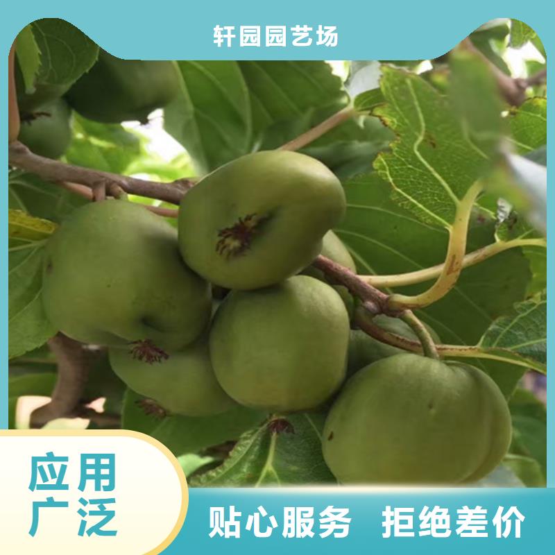 【猕猴桃】樱桃苗工厂自营