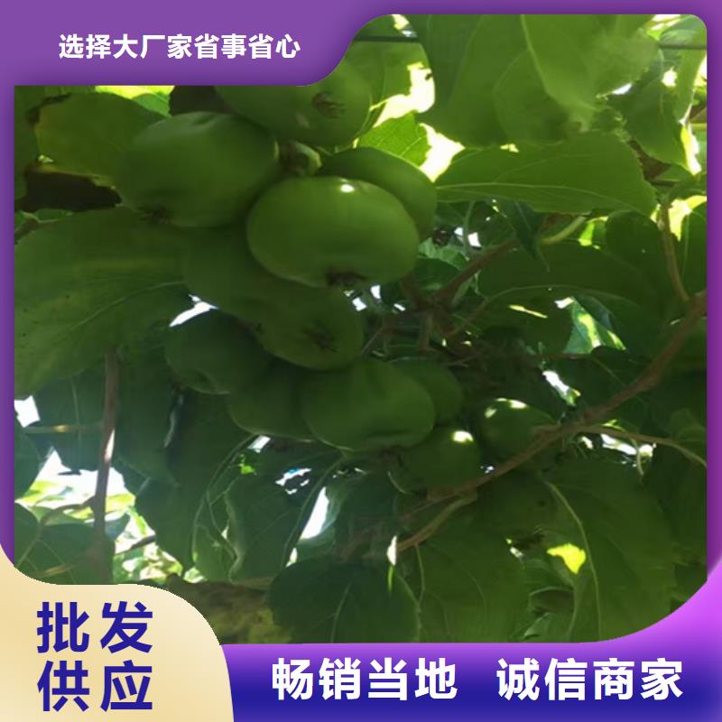 【猕猴桃】桃树苗实力才是硬道理