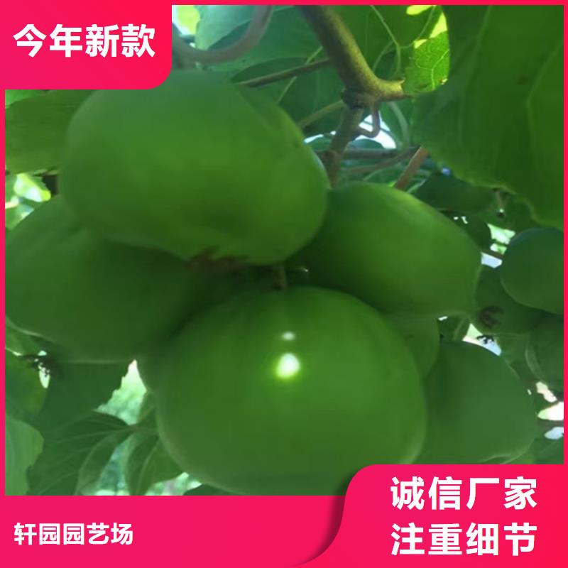 猕猴桃-板栗苗来图加工定制