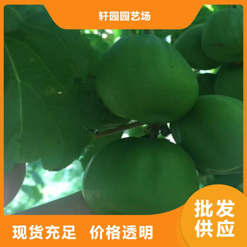 西瓜番石榴苗视频-西瓜番石榴苗-轩园园艺场(常州市分公司)服务区域金坛|戚墅堰|南通|苏州|连云港|盐城