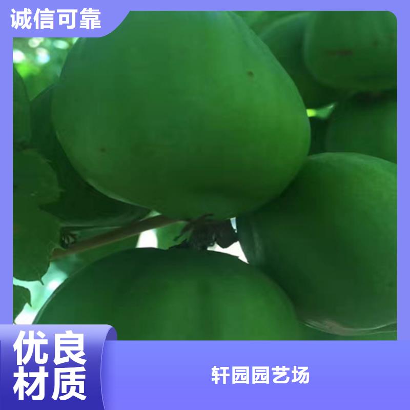 西瓜番石榴苗-视频-西瓜番石榴苗-浙江省宁波市当地供应商-奉化|江东|嘉兴|丽水|杭州|台州|金华|湖州