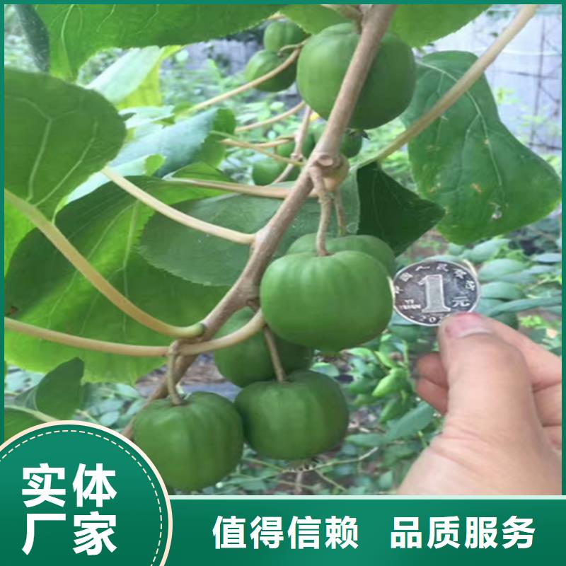 猕猴桃樱桃苗产地货源