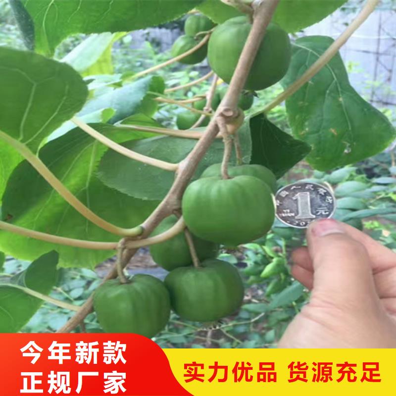 猕猴桃-苹果苗自主研发