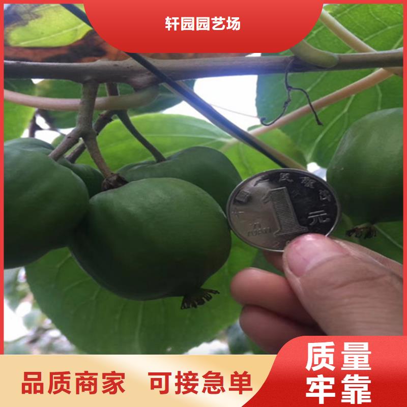 猕猴桃-【苹果苗】大品牌值得信赖-轩园园艺场(四平市分公司)|覆盖地域梨树|双辽|通化|吉林|长春|延边|辽源
