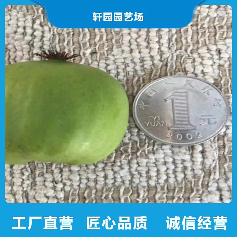 猕猴桃苹果苗注重细节