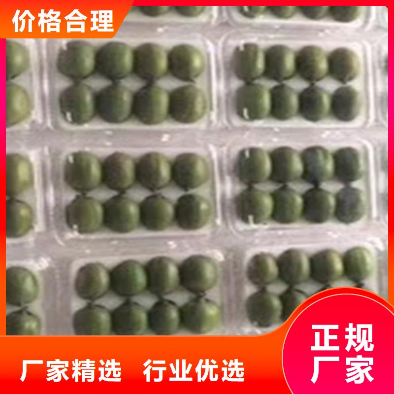 猕猴桃樱桃苗产地货源