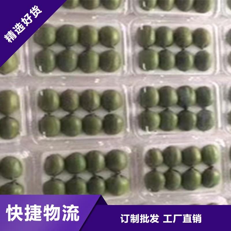猕猴桃_桃树苗实体诚信厂家