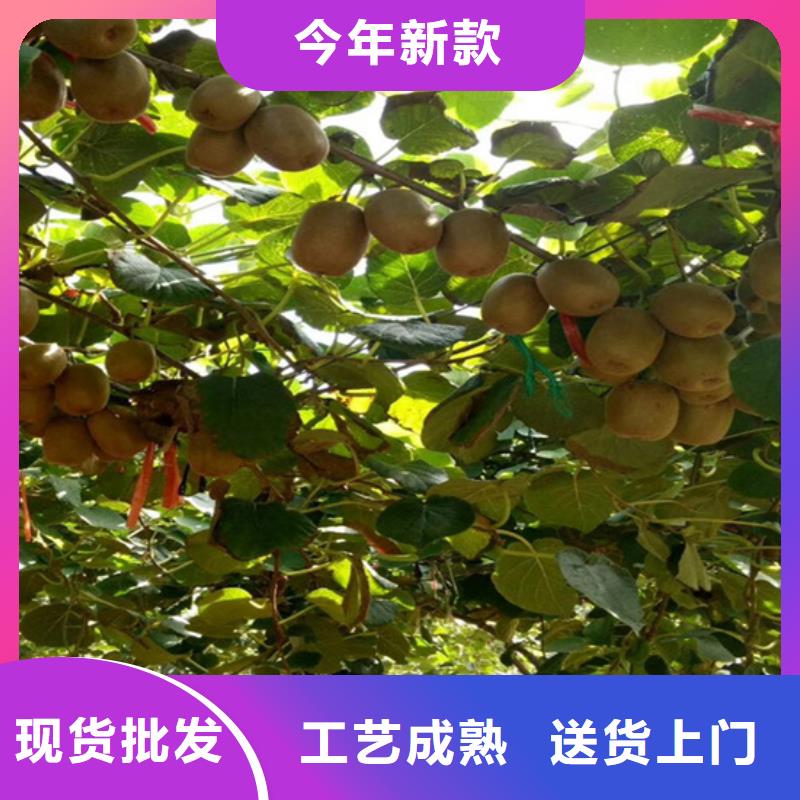 【猕猴桃】樱桃苗工厂自营
