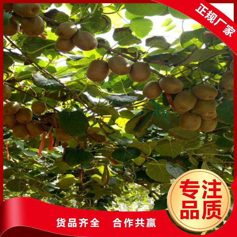 【猕猴桃】-杏树苗0中间商差价