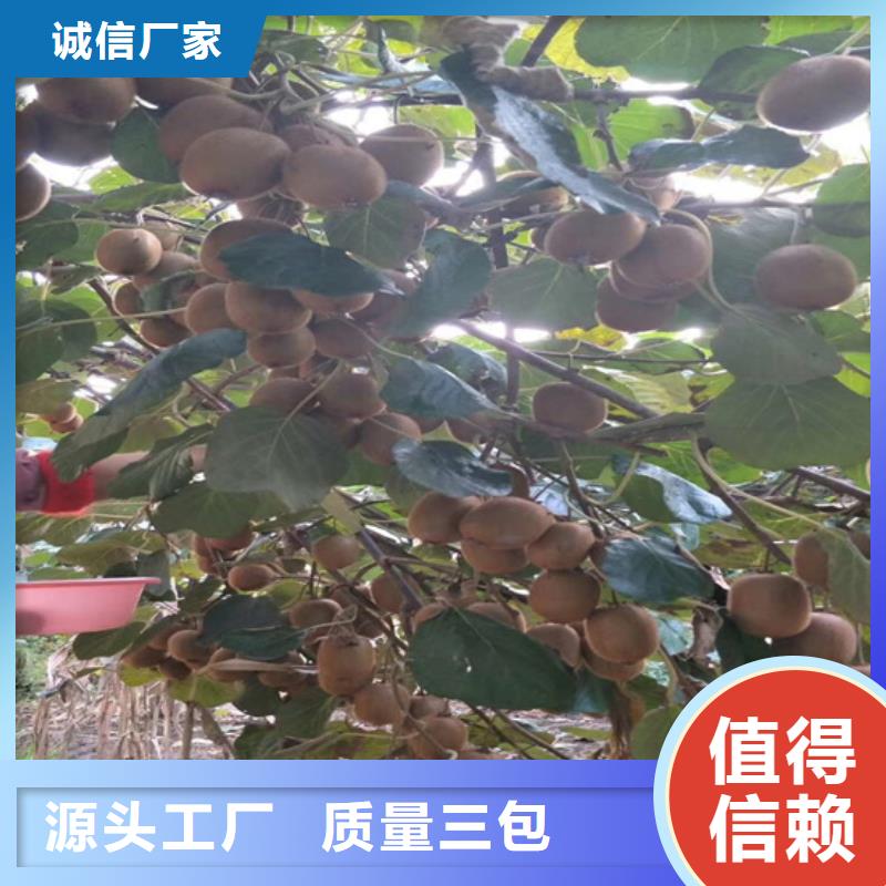 【猕猴桃】桃树苗实力才是硬道理