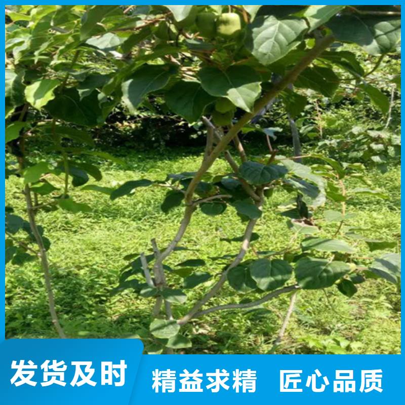 猕猴桃-苹果苗客户满意度高