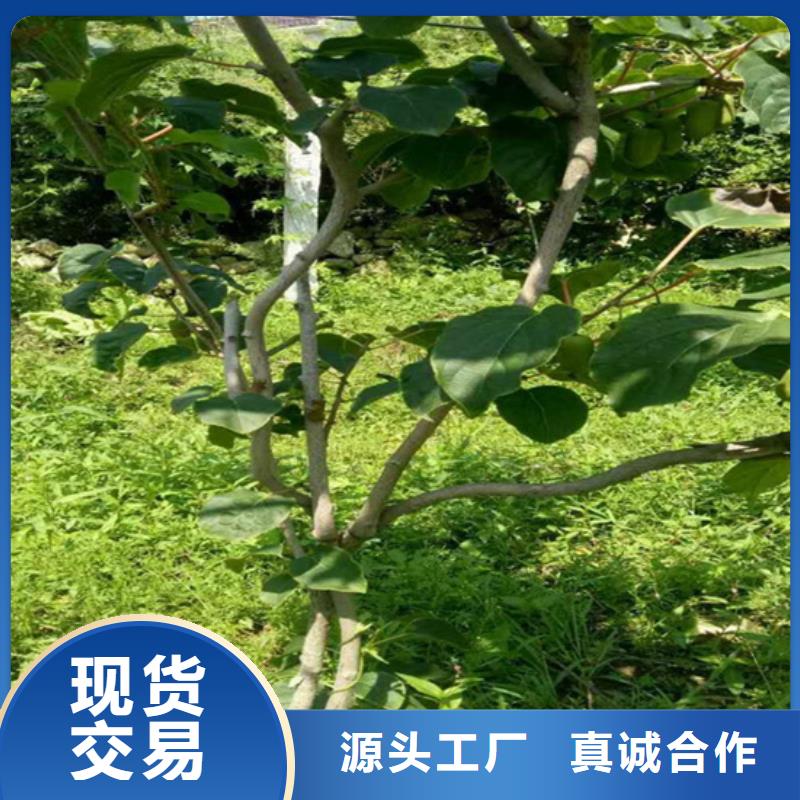 西瓜番石榴苗视频-宁波市西瓜番石榴苗-(同城)可服务区域江东|奉化|绍兴|湖州|衢州|嘉兴