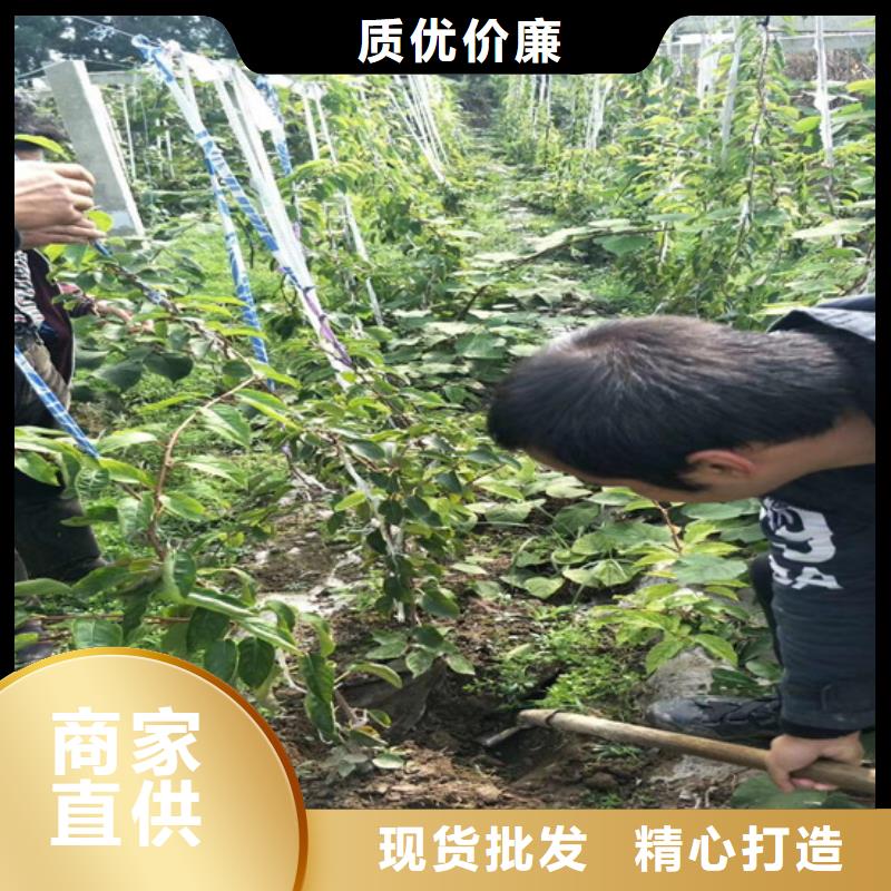猕猴桃梨树苗实力见证