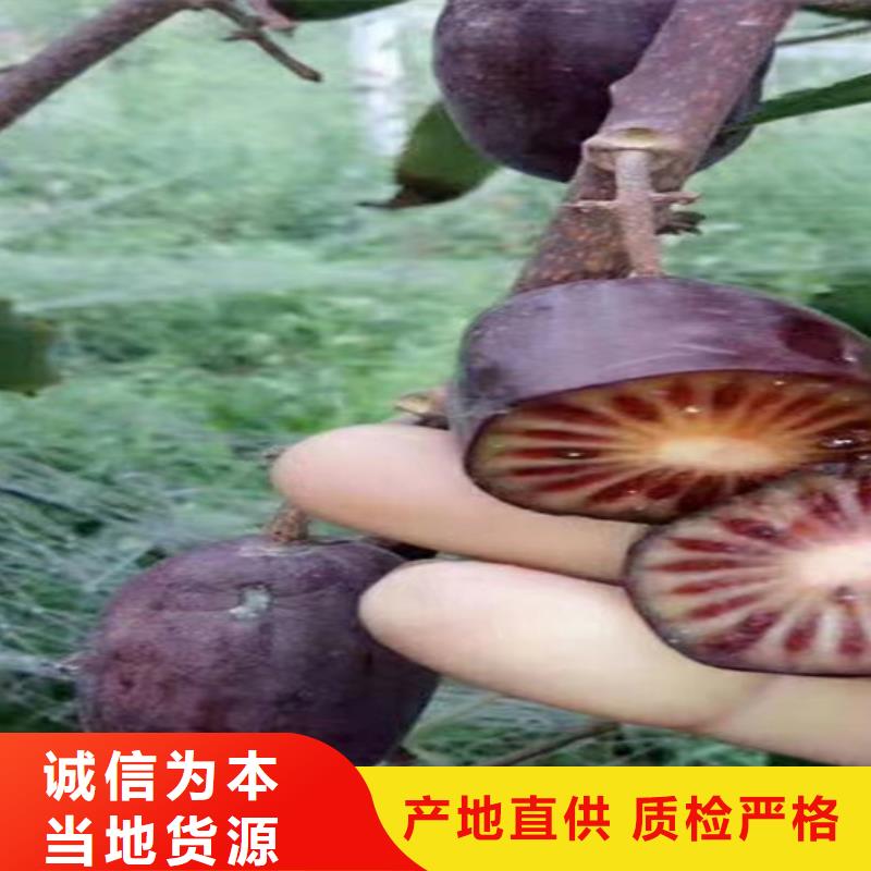 【猕猴桃蓝莓苗精选优质材料】