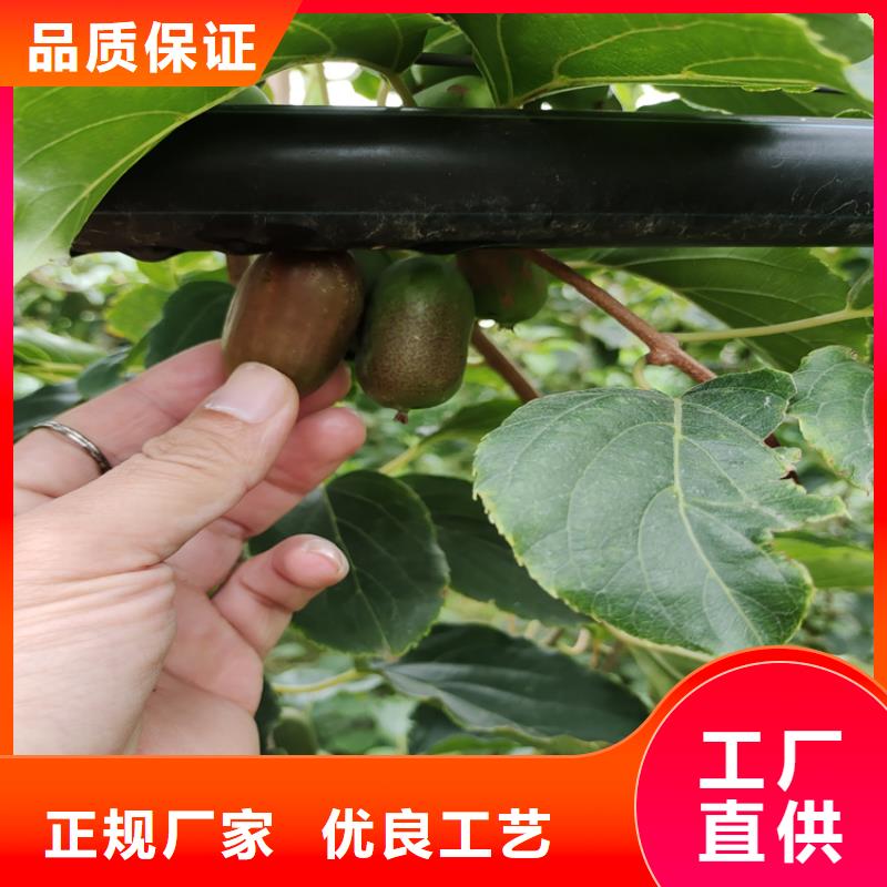 猕猴桃苹果苗注重细节