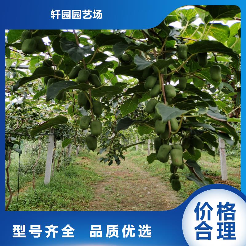 猕猴桃苹果苗注重细节