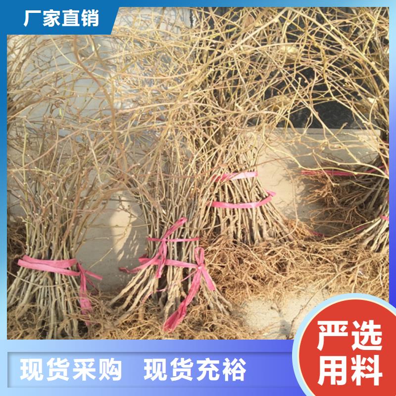 【猕猴桃】板栗苗品质优选