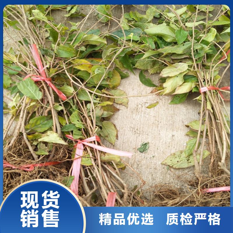【猕猴桃西瓜苗优选厂商】